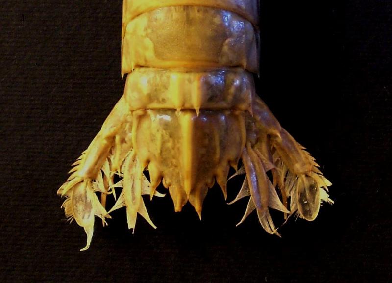 Faughnia serenei T.F.C. male AS5-6 and telson.jpg